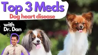 Heart medications for your dog.  Dr. Dan covers three heart medications.