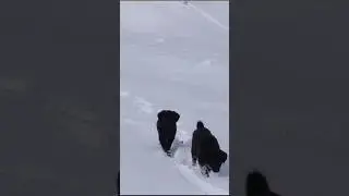 snow dog #dog #shorts #ytshorts