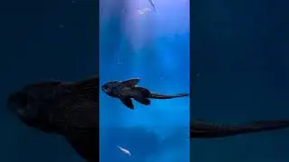 Patna मे पहली बार under Water Tunnel aquarium in Disney land Gandhi maidan #shorts #patna #mela