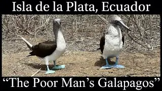 Isla de la Plata [The Poor Man's Galapagos] ECUADOR Travel