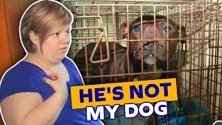 WHOSE DOG IS THIS?! Deceptive Owners Take RSPCA For A Ride