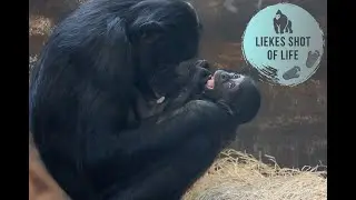 CUTE BONOBO BABY AND GOOFY FAMILY