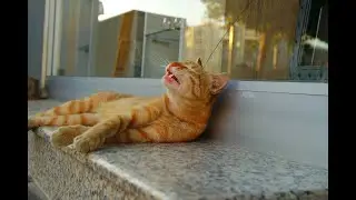 Unlocking Your Cat's Gourmet Taste Buds: What Do They Really Like?