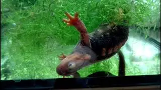 Tylototriton shanjing egg lying