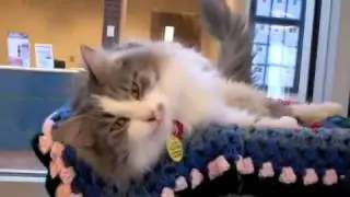 Smooch & Smokey are Domestic Longhairs available for adoption at the Wisconsin Humane Society