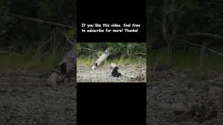 OMG! Mother Bear and her TWO Cubs!!! #bear #bears #bearcub #wildlife #shorts