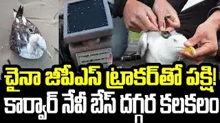 Chinese GPS Tracker Found on Migratory Bird Near Karwar Naval Base, Security Concerns Rise | FBTV
