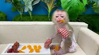 The baby monkey learning to eat oranges is so cute