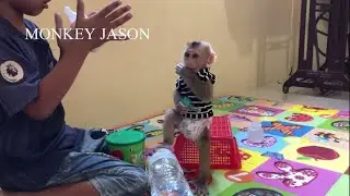 Baby Jason Mannerly Sit Wait Brother Fixing Milk  Monkey Jason Play With Brother Wait Mom Cooking