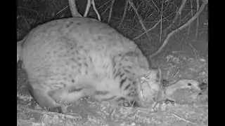 Bobcat scents rolls face rubs marks at mountain lion kill site cache western Nebraska Jan 2026 7pm