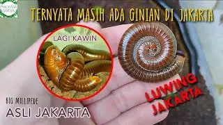 TERNYATA masih ada ginian di Jakarta! Luwing Jakarta!
