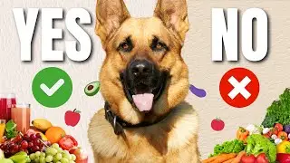 THESE 10 Vegetables German Shepherds LIKE The Most!