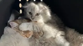 Кто уехал в новый дом?😊