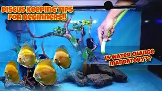 How to Keep DISCUS | Discus fish care tips for beginners