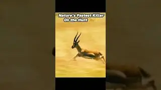 Cheetah Hunts Topi in 42 Seconds | Real Wildlife Chase Caught on Camera 🐆🔥#shorts #cheetahattack