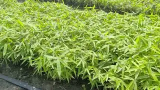 Tulda bamboo plant Madhya Pradesh Sanjay Aleriya 7000414930,8462980916 #mpbamboonursery #bambooplant