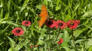 Zinnia peruviana | Chinita del campo | Zinnia roja | Gallito de monte | Flora Argentina