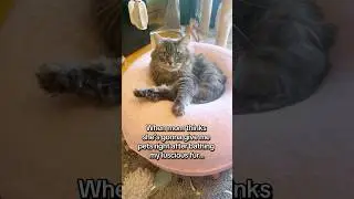 Why can&rsquo;t she just keep her paws to herself!! #catthoughts #catbath #annoyedcat #catmomlife