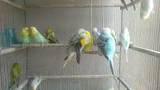 🐦インコが選んだ！本当に使える日本の神グッズ
