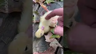 Baby Duck Belly Rub 🥹❤️