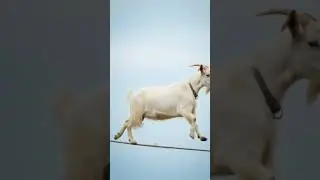 #aigoat