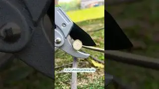 Sharp Pruning Shears for Effortless Cuts ✂️🌿#PruningShears #GardenTools #GardeningEssentials #One99