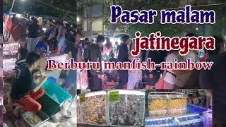 Hunting ikan manfish rainbow part 2