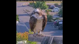 Hellgate Canyon Ospreys 2025 ~ The Preening Queen 👑Aug 5, 2025