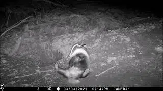 Browning Recon Force Elite HP4 example video - badger grooming