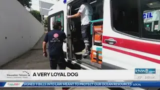 Social Scene: A very loyal dog