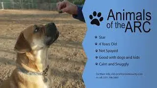 Animals of the ARC: Star