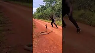 Cobra Snake | #attack #snake #shorts #viral #funny