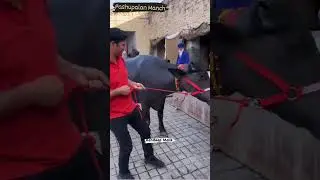 👍Randeep Malik Dairy Farm Jind👍#shorts #viral #reels #murrah #buffalo #pashupalan_manch #thaa