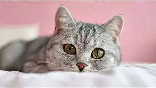 Playlist(cat purring) - Cozy Cat Cuddles 🐾💚