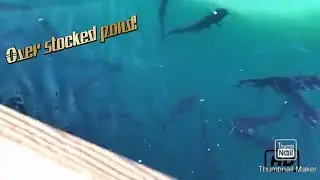 Fishing for Catfish in an overstocked pond