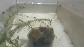 cria&ccedil;&atilde;o de guppy com oxigena&ccedil;&atilde;o e sem oxigena&ccedil;&atilde;o comprovado