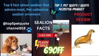 Top 5 fact about sealion that admire most, Pet collective sealion ornament