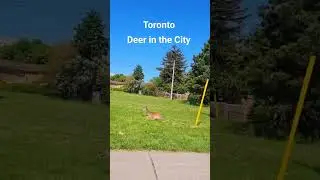 Deer in the City #toronto #deer #shorts