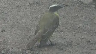 Social Flycatcher, La Pita, Puntarenas, Costa Rica
