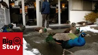 The peacocks that divided a B.C. town | The Big Story Podcast