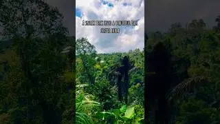 Beautiful Kintamani coffee farm with the Mustache Barista #suakaorg #coffee #specialtycoffee #nature
