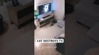 Cat Destroys TV After Seeing a Dog on the Screen | CCTV Footage