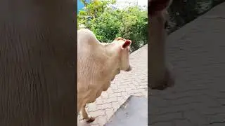 Aaj hamare ghar ke paas gay aae thi