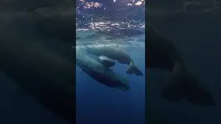 Whale Vomit Is Worth Millions! 🐋💸🤯
