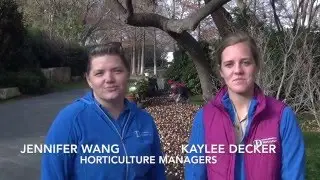 Spring Bulb Planting for Dallas Blooms