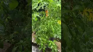 Rain to Sleep Deeply (River Flows in You by Yiruma) #rain #nature #shorts #asmr #relaxingsounds