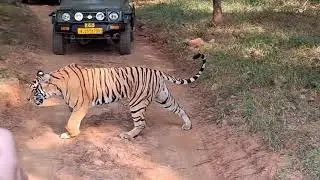 Tigers of Ranthambore
