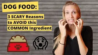 Dog food: 3 Scary Reasons to Avoid this Common Ingredient