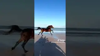 Beyonc&eacute; Halo #horse #beach #stallion