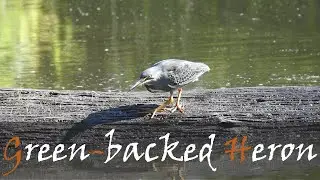 Green-backed Heron (Butorides striata) Bird Call & Video | Striated Heron | Stories Of The Kruger